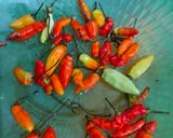 Foto langkah ke 2 dari resep Tumis Kecipir Petai Pedas Ndower🌶️.