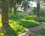 عکس مرحله 6 از دستور شیرینی مشهدی 🤩😍🤗