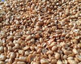 Foto langkah ke 3 dari resep Kacang bawang #BikinRamadanBerkesan.