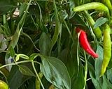 Une image de l'étape 2 de Gazpacho legumes vert a la facon djamicoo.