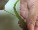 A picture of step 7 of Japanese Wild Grass (Fuki) Cooking.