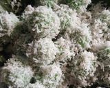 Foto langkah ke 4 dari resep Kelepon.