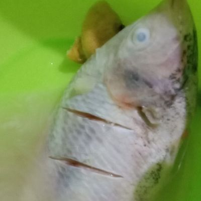 Langkah 1