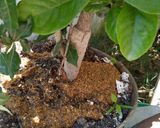 Foto del paso 3 de la receta: Coktel de vitaminas para tus 🌳🌹🌻🌵