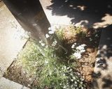 Foto del paso 2 de la receta Infusiónde flores de Milenrama