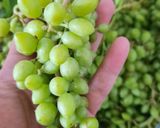 A picture of step 1 of Homemade Verjuice (Abghooreh) – Boiled Method.