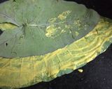 A picture of step 3 of Colocasia Leaves (Paatra).