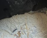 Foto del paso 2 de la receta: Pan de soda irlandés