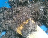 Foto del paso 1 de la receta: Torta Negra Navideña