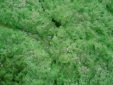 Tape Ketan Ijo