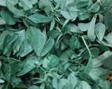 A picture of step 2 of Methi chhole.