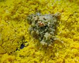 સેવ ખમણી રેસીપી સ્ટેપ2ફોટો