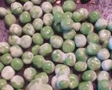 A picture of step 1 of Roasted peas and corn salad.