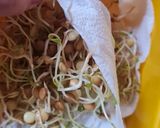Foto del paso 9 de la receta: Brotes de lentejas al limón 🌱🍋 Germinado de lentejas alimonadas 🌱 🍋