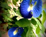 A picture of step 1 of Butterfly Pea flower Mojito.