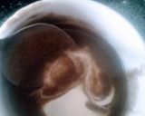 Foto del paso 8 de la receta: Crema de champiñones