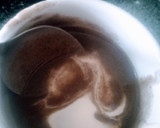 Foto del paso 8 de la receta: Crema de champiñones