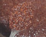 A picture of step 1 of Jain Whole Ragi and Rawa Upma.