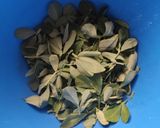 મેથી ગોટા (Methi Gota Recipe In Gujarati) રેસીપી સ્ટેપ1ફોટો