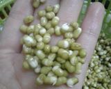 Hình bước làm 1 của món Trồng giá sạch tại nhà