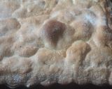 Foto del paso 6 de la receta: Pastafrola con membrillo escondido (sin manteca)