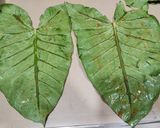चमचमीत अळूवडी (Alu Vadi Recipe In Marathi) रेसिपी स्टेप 1 फोटो 