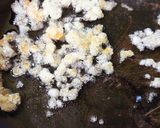 A picture of step 2 of Antina Unde (gond dryfruits laduu).