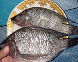 Foto langkah ke 2 dari resep Ikan Mujaer Pedes Manis.