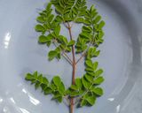 Foto langkah ke 1 dari resep Agar agar daun kelor。.