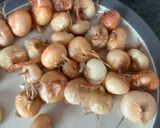 Foto del passaggio 2 della ricetta 211 • Cipolline borettane in agrodolce