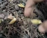 राजस्थानी केर सांगरी का साग रेसिपी चरण 1 फोटो