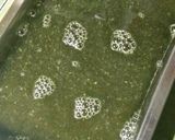 Foto langkah ke 1 dari resep Jelly Cincau Pandan Fibercreme.