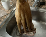 Foto del paso 1 de la receta: Como cocer el pulpo paso a paso