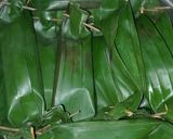 Foto langkah ke 4 dari resep Pepes pindang.