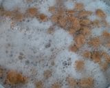 A picture of step 1 of Soya Chunks Gravy.