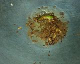 A picture of step 4 of Mix Veg curry without onion and garlic.