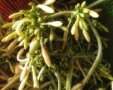 Foto langkah ke 1 dari resep Tumis bunga pepaya calok.