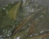 Foto langkah ke 6 dari resep Lupis Ketan Pandan.