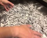 Foto del paso 4 de la receta: Fideos de Tinta de Calamar