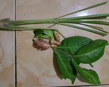 Foto langkah ke 1 dari resep Soto Ayam sederhana.