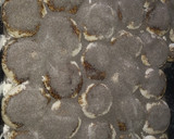 Foto del paso 8 de la receta: Tortitas Negras