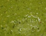 A picture of step 1 of Sprout dhokla.