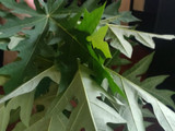 Tumis Daun Pepaya Segar