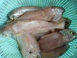 Gelama Masak Asam