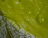 होटल स्टाइल पालक पनीर (Hotel style palak paneer) रेसिपी चरण 5 फोटो