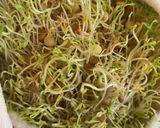 Foto del paso 4 de la receta: Germinado de lenteja