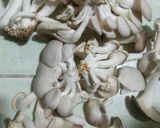 Hình bước làm 1 của món Mì xào nấm sò ăn tối dinh dưỡng