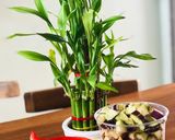 Foto langkah ke 4 dari resep Grilled Capsicum with Chicken Mince.