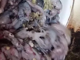 183. Cumi ungkep cabe hijau