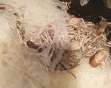 Foto del paso 3 de la receta: Vermicelli con gambas, gulas y setas shiitake